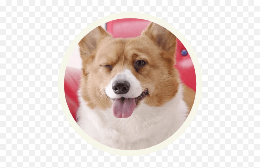 Pembroke Welsh Corgi Desktop Wallpaper Pet Working Dog Png - free