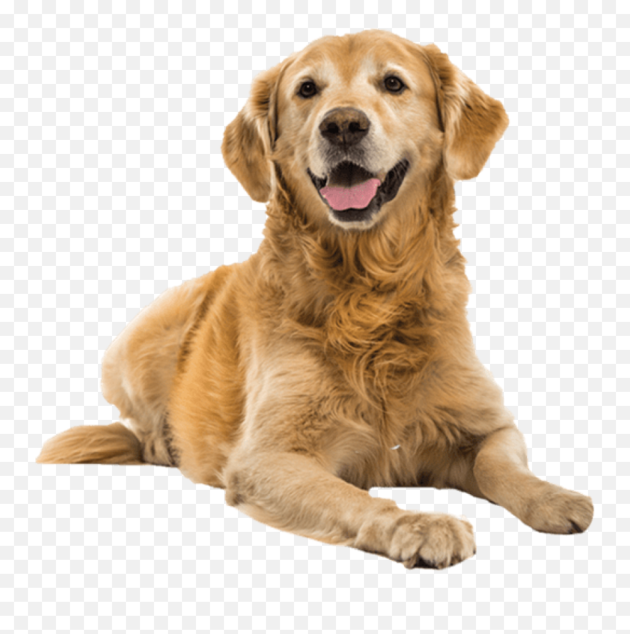 Dog Png Image Dogs Puppy Pictures - Golden Retriever And Collie Mix,Cute Dog Png