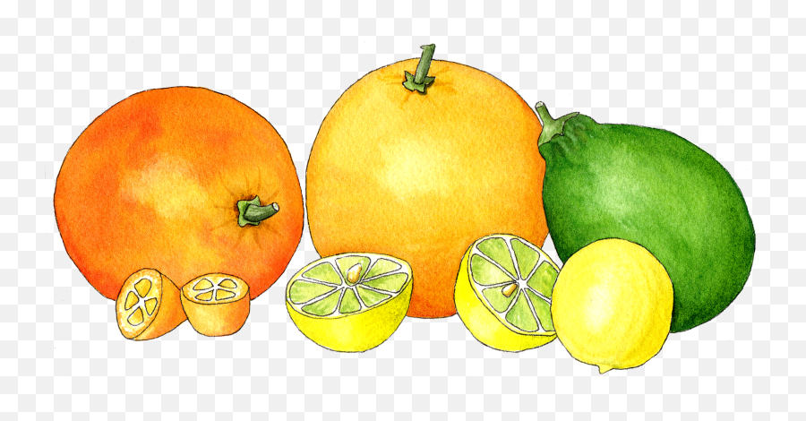 Download Watercolor Citrus In A Row - Sitrusi Png Png Image Citrus Watercolor Png,Citrus Png