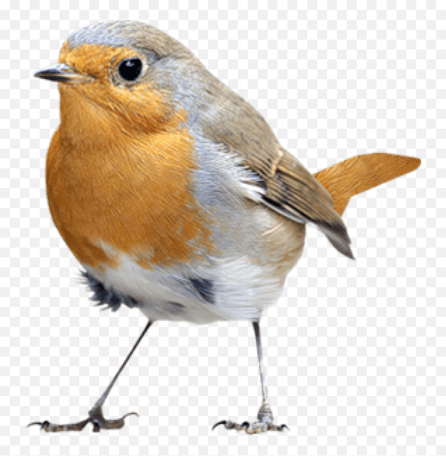 Birds Png50 - Photo 618 Free Transparent Png Images On Nightingale Bird Without Background,Robin Transparent