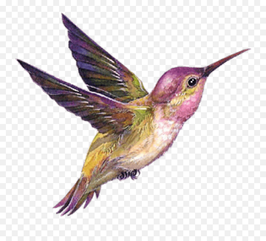 Hummingbird Portable Network Graphics - Transparent Background Bird Gif Png,Hummingbird Png