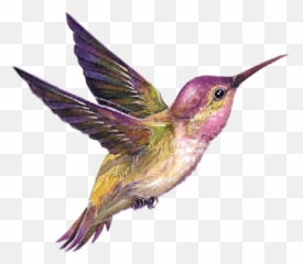 Hummingbird Portable Network Graphics - Transparent Background Bird Gif Png