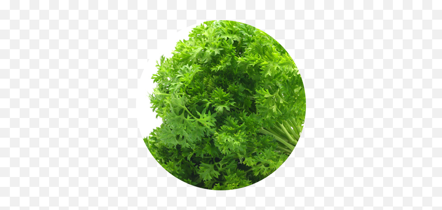 Curly - Leafparsley Grierfield Farms Parsley Leaves Png,Parsley Png