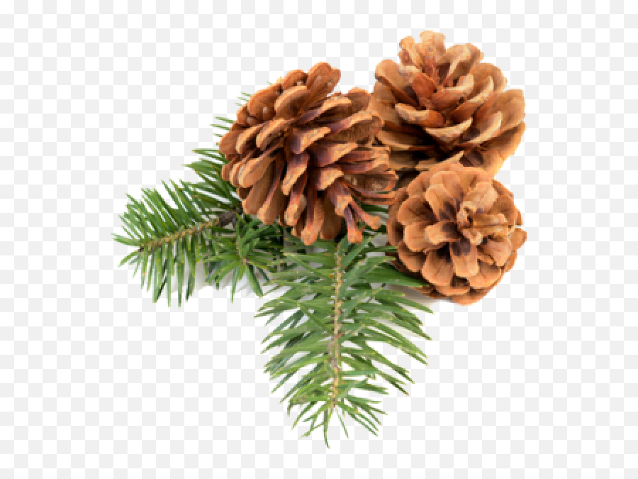 Pine Cone Icon Png Free - Transparent Pine Cones Png,Pine Branch Png