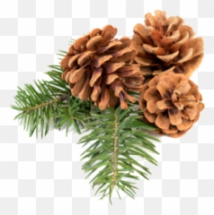 Pine Cone Icon Png Free - Transparent Cones