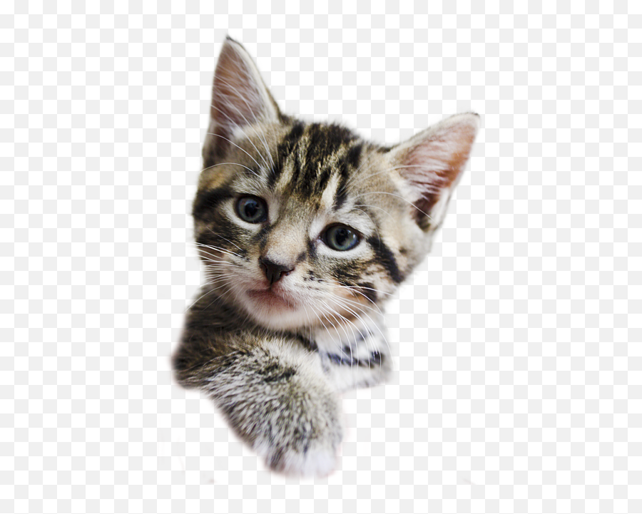 Kittens Transparent Background Picture - Transparent Background Kitten Transparent Png,Kitten Transparent Background