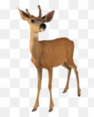 Deer Png Images - Transparent Image
