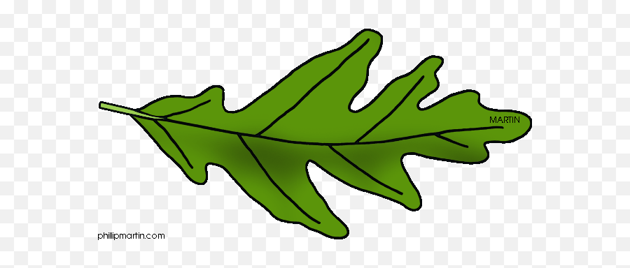 Oak Leaf Black And White Clipart - Clipart Suggest Green Oak Leaf Clipart Png,Oak Leaf Icon Line