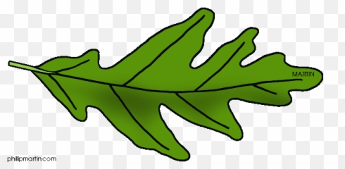 Oak Leaf Black And White Clipart - Suggest Green png