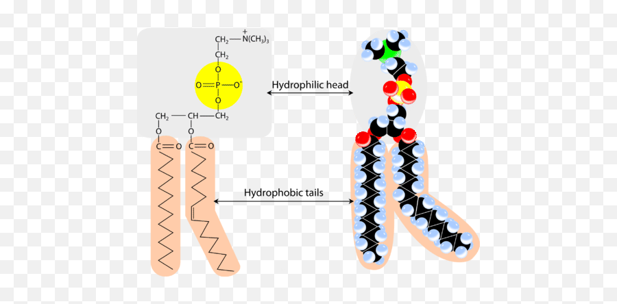 143 Phospholipids In Cell Membranes - Chemistry Libretexts Png,Sslauncher Icon Pack