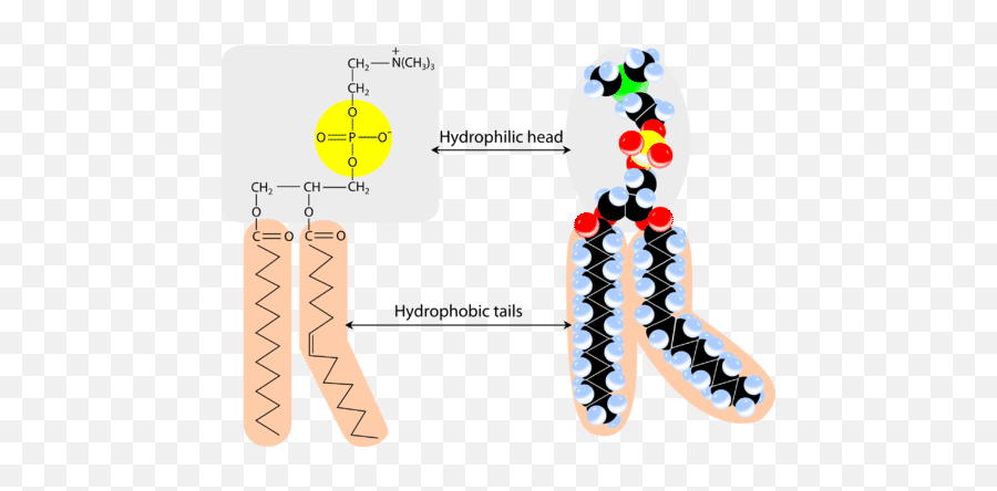 143 Phospholipids In Cell Membranes - Chemistry Libretexts Png ...