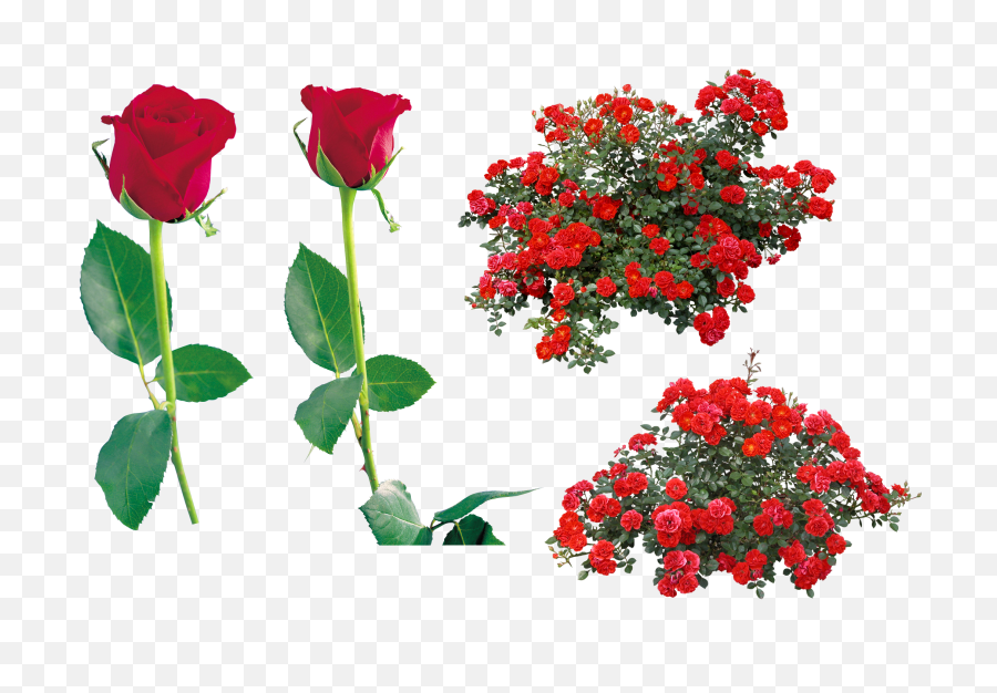 Red Rose Png Image - Flower Bush Top View Png,Red Rose Png