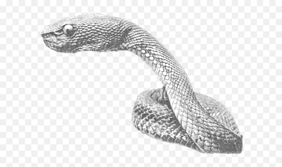 Shore Pit Viper - Serpent Png,Venom Snake Png