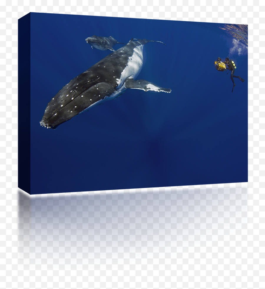 Humpback Whale Png Images Collection - Underwater,Humpback Whale Png