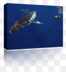 Humpback Whale Png Images Collection - Underwater,Humpback Whale Png