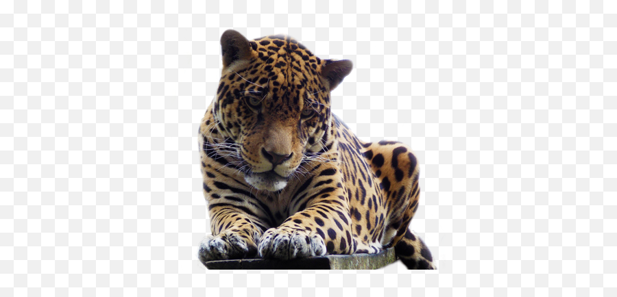 Download Jaguar - Oncas Em Png,Jaguar Png