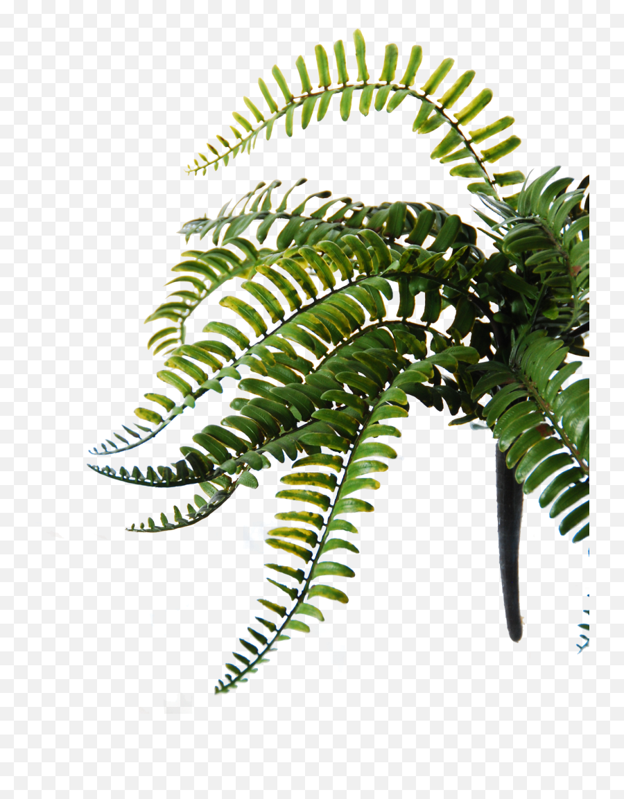 Download Hd Flowerdutchess Royal Fern - Ostrich Fern Fern Png,Fern Png