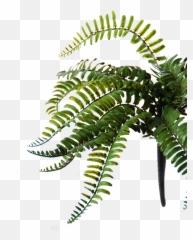 Download Hd Flowerdutchess Royal Fern - Ostrich Fern Fern Png,Fern Png