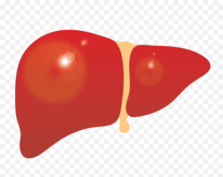 Liver Clipart Images - Liver Clipart Png,Liver Png