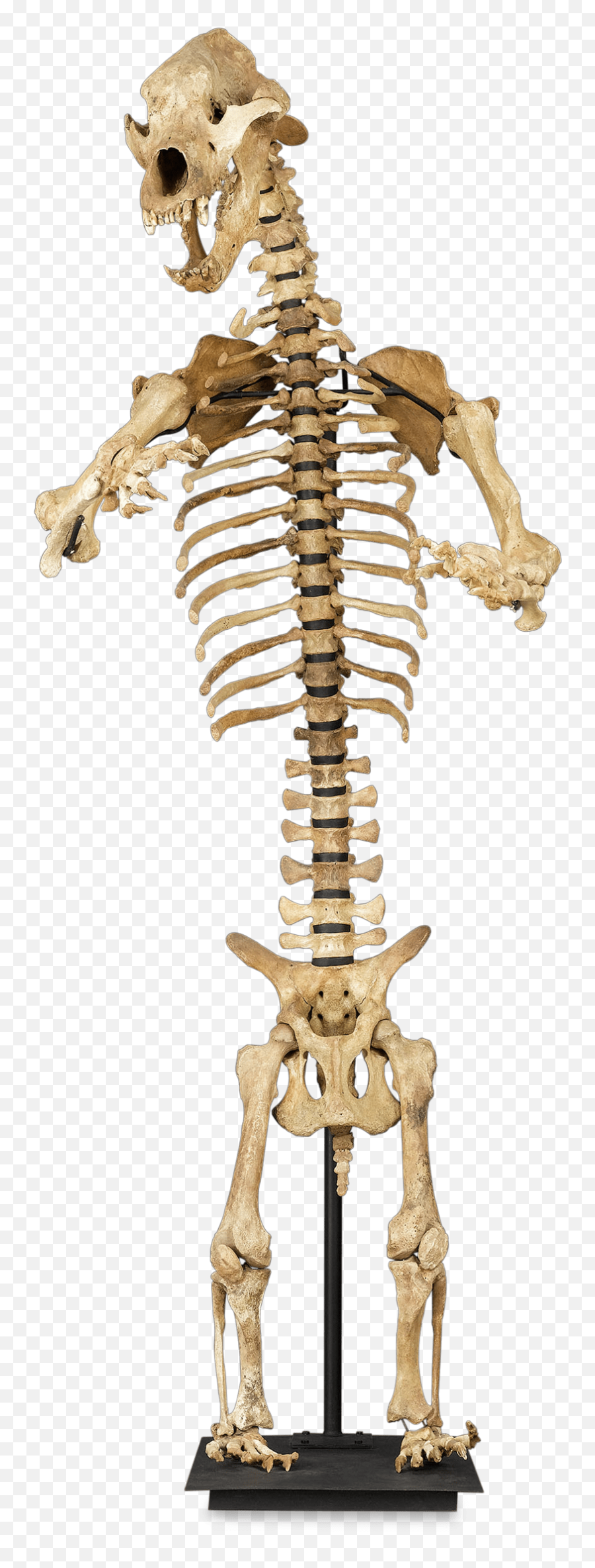Rare Ice Age Cave Bear Skeleton - Black Bear Skeleton Png,Skeletons Png