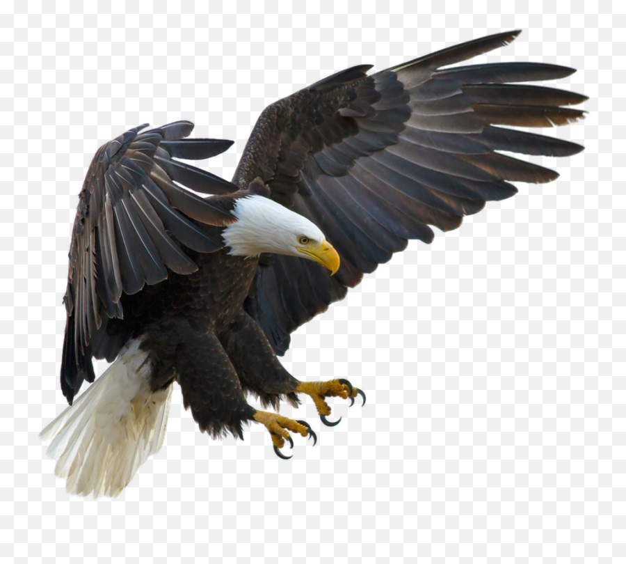 Bald Eagle Bird Tawny Golden - Eagle Png,Golden Eagle Png