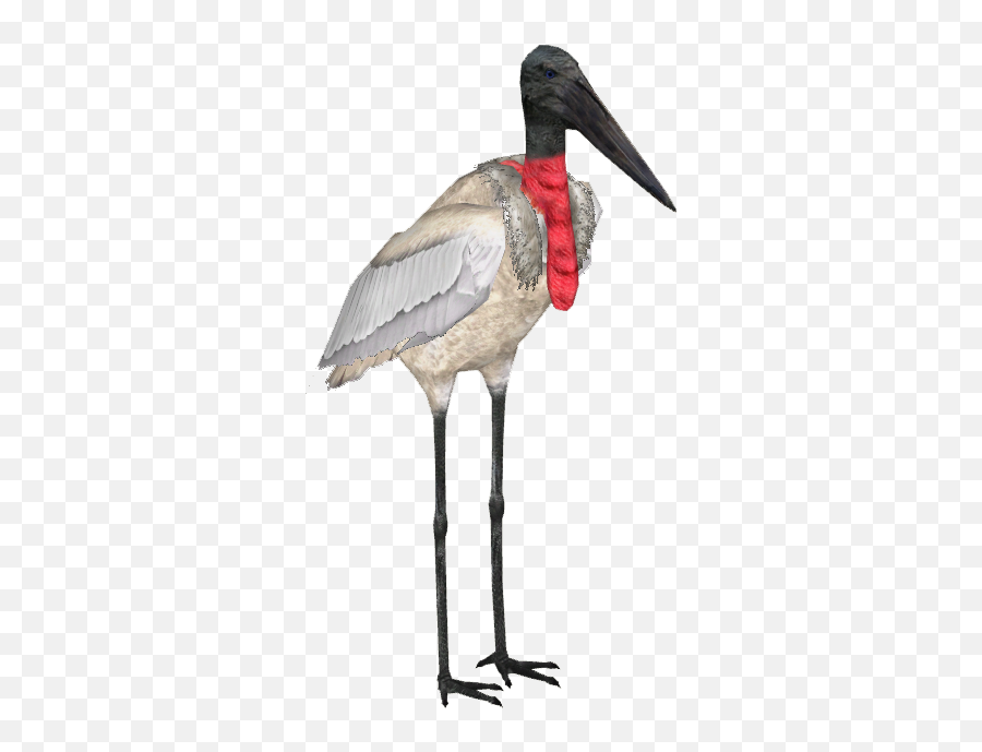 Download Hd Jabiru Stork - Stork Zt2 Transparent Png Image Black Stork,Stork Png