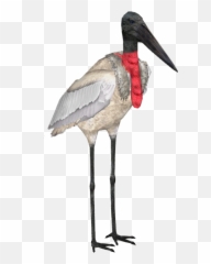 Download Hd Jabiru Stork - Stork Zt2 Transparent Png Image Black Stork,Stork Png