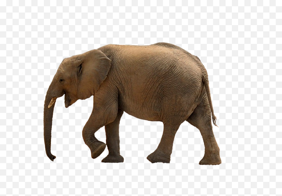 Baby Elephant Png Picture - Baby Elephant Png Transparent,Baby Elephant Png