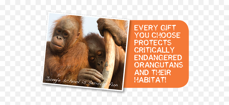The Orangutan Project - Arsonists Get All The Girls Png,Orangutan Png