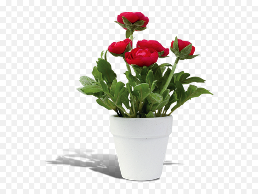 Flowerpot Rosa Chinensis - Flower Pot Transparent Background Png,Flower Pot Png