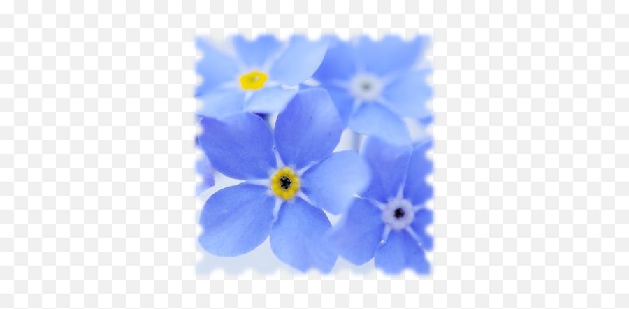 Download Forget Me Not - Forget Me Not Fund Logo Full Size Png,Forget Me Not Png