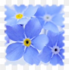 Download Forget Me Not - Forget Me Not Fund Logo Full Size Png,Forget Me Not Png
