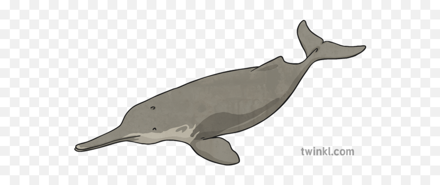 Baiji River Dolphin Illustration - Twinkl Indus River Dolphin Label Png,Dolphin Png