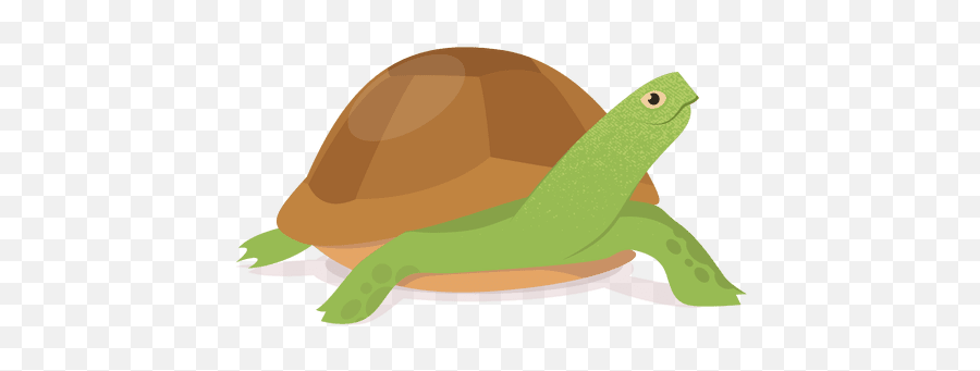 Download - Turtlepngtransparentimagestransparent Tortuga Png Transparente,Turtle Png