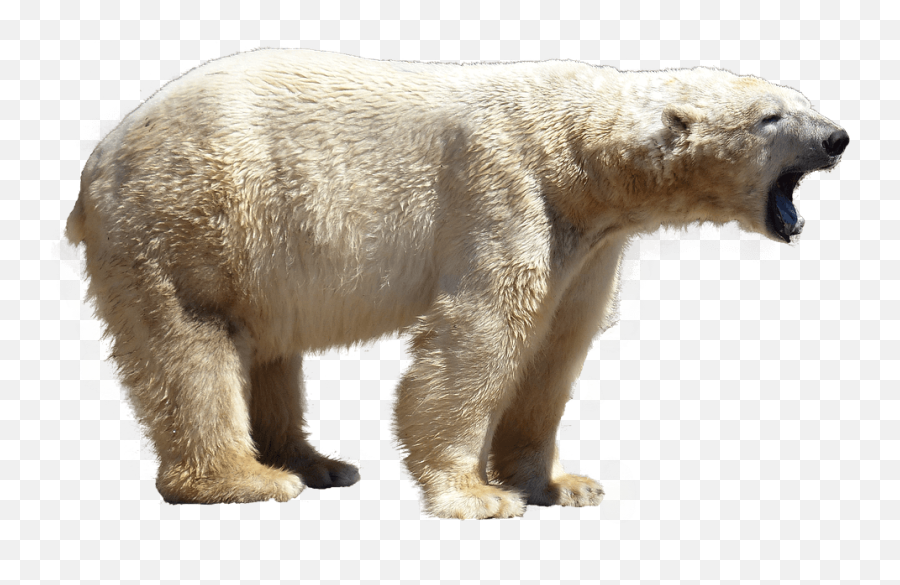 Polar Bear Transparent Png Image Free - Polar Bear,Polar Bear Transparent Background
