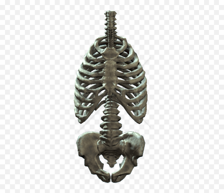 Skeleton Png Images - Rib Cage Png,Rib Cage Png