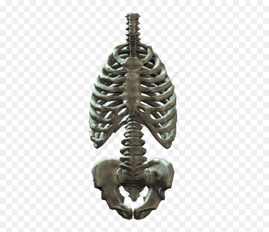 Skeleton Png Images Rib Cage Png Free Transparent Png Images Pngaaa Com