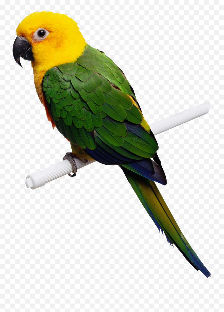 Animal Transparent Png Clipart Parrot