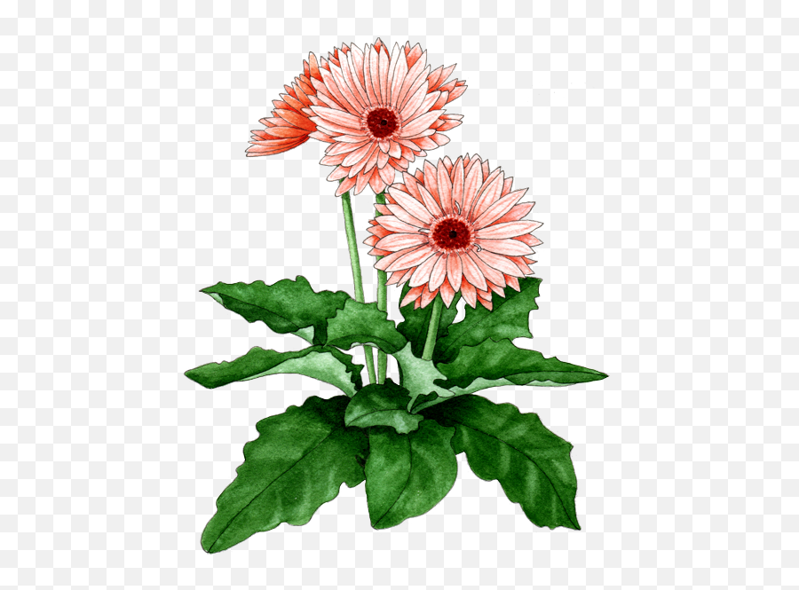 Download Gerbera Daisy - Chrysanthemum Full Size Png Image Gerbera Daisy Botanical Drawing,Chrysanthemum Png