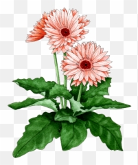 Download Gerbera Daisy - Chrysanthemum Full Size Png Image Gerbera Daisy Botanical Drawing,Chrysanthemum Png