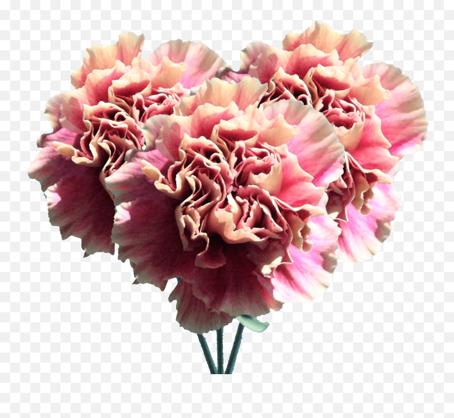 Carnation Flowers Cream Pink Carnations Bouquets - Peony Png,Carnation Png