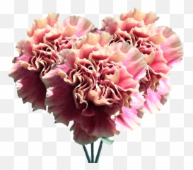 Carnation Flowers Cream Pink Carnations Bouquets - Peony Png,Carnation Png