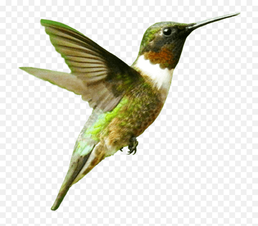 Transparent Hummingbird - Ruby Throated Hummingbird Png,Hummingbird Png