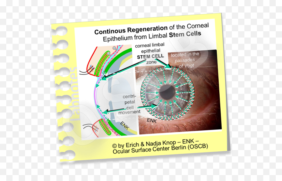 The Cornea U2014 Ocular Surface Center Berlin - Circle Png,Eye Transparent