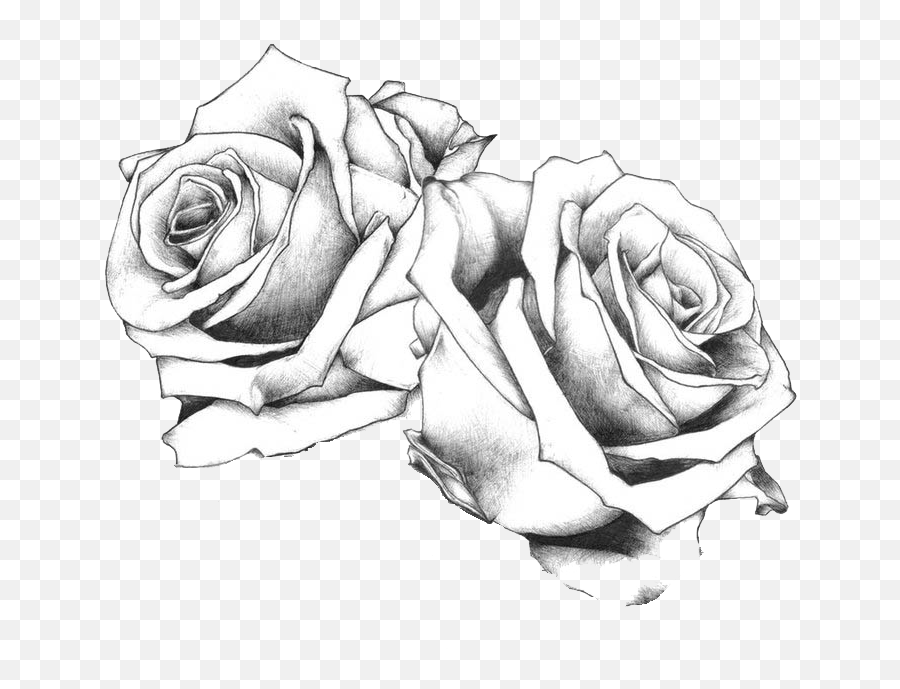 Download Tattoo Flash Art Drawing Rose - Rose Tattoo Designs Png,Rose Tattoo Png