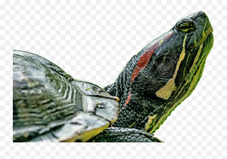 Turtle Panzer Animal Water - Wasserschildkröte Png,Cute Turtle Png