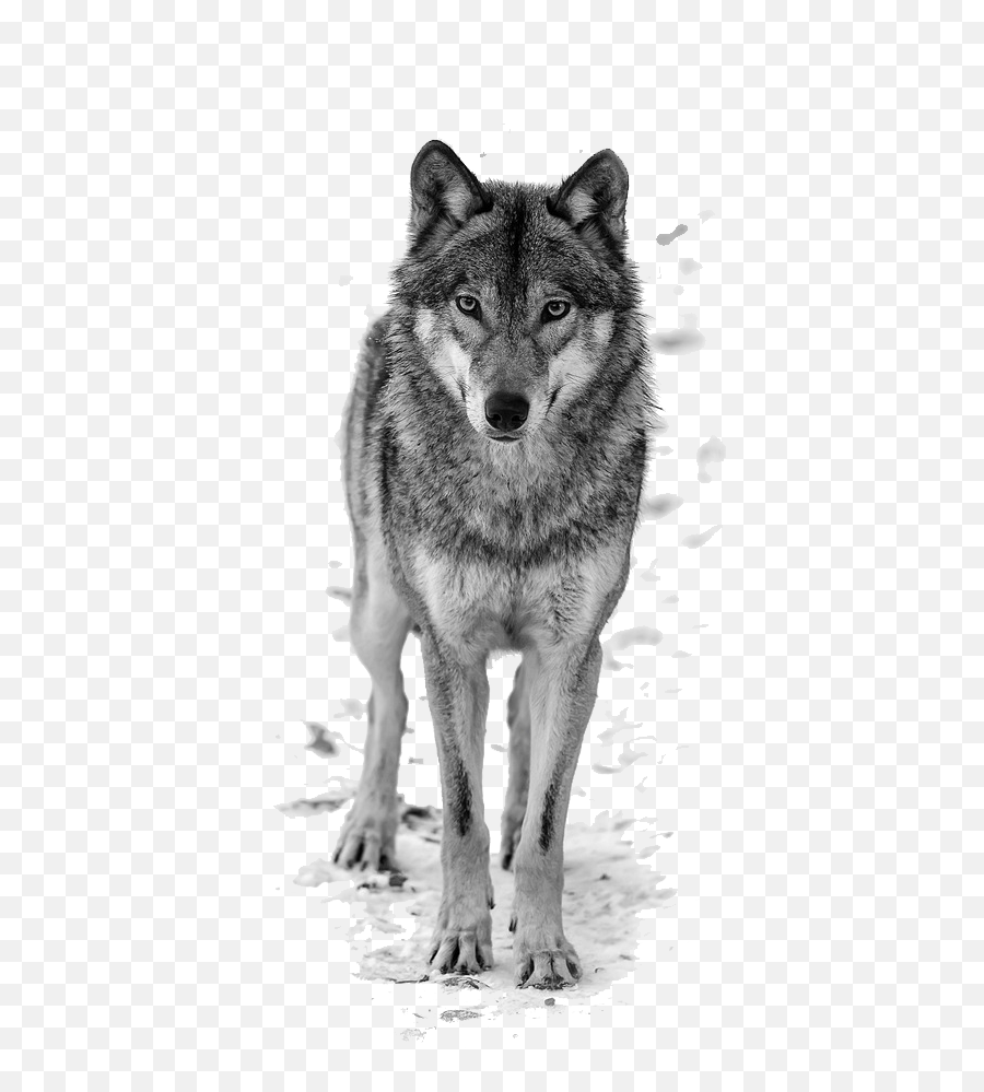 Download Hd Howling Wolf Clipart Free - Clipart Wolf Png,Howling Wolf Png
