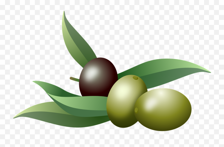 Olives Oil Fruits Olive - Olive Oil Branch Png,Olive Tree Png