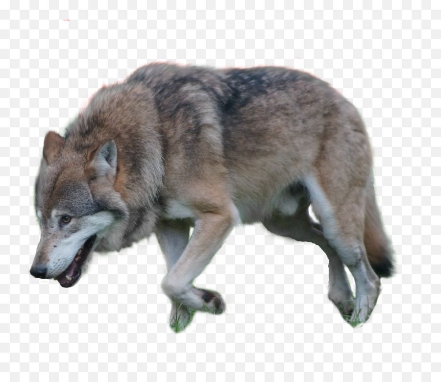 Download - Transparent Background Wolf Png,Wolf Png