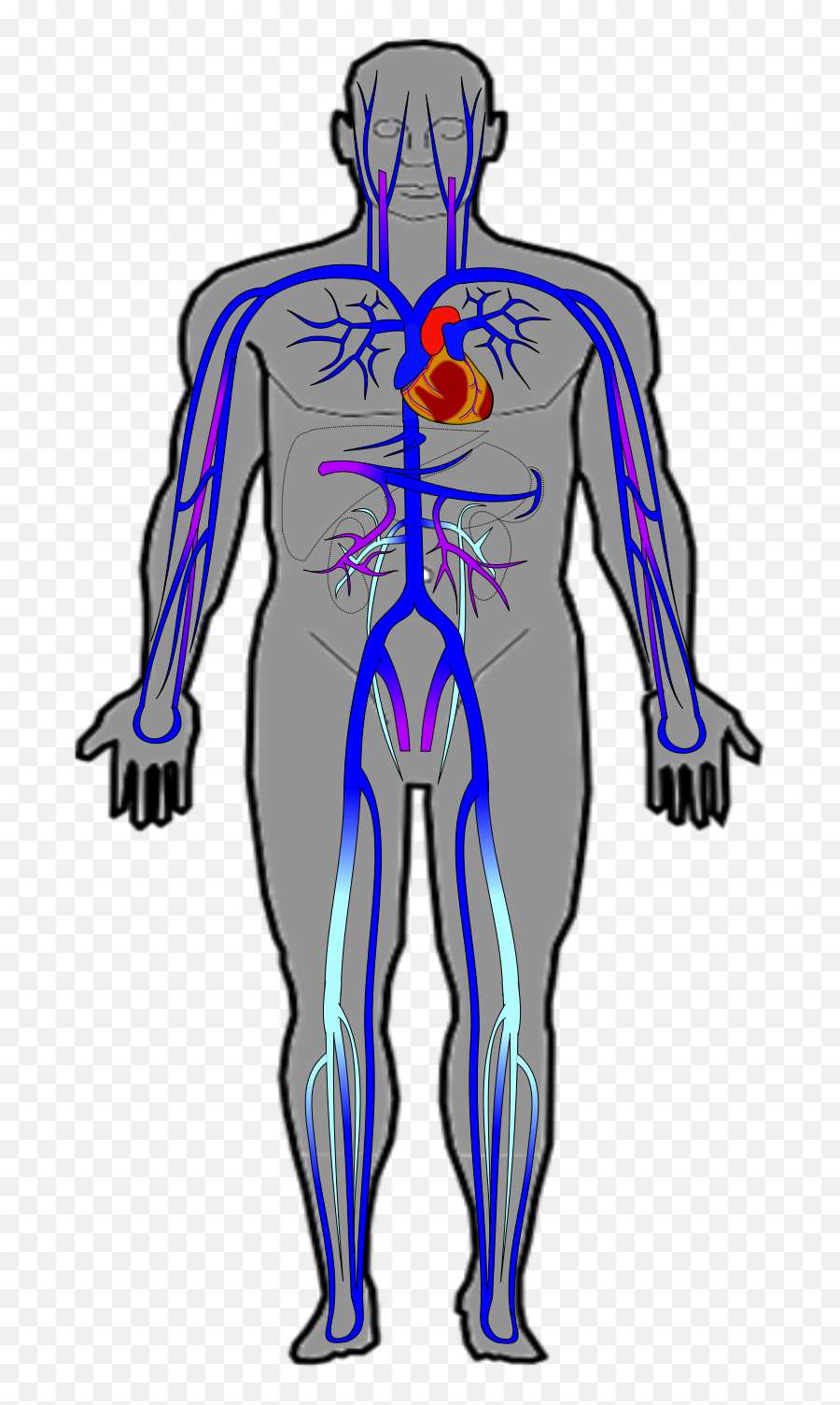 Ch20 Veins - Simple Veins And Arteries In The Body Png,Vein Png